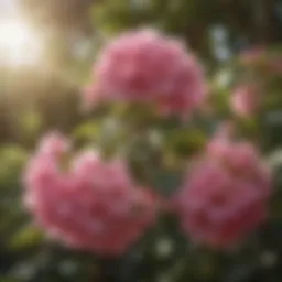 Resilient Pink Blossoms on Sunlit Bush