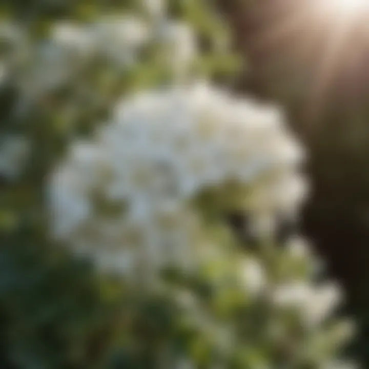 Elegant White Flowers Blooming on Hardy Bush