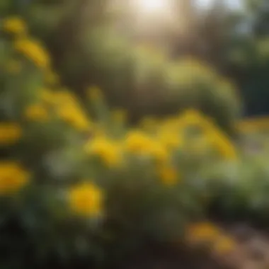 Bright Yellow Flowers Adorning Resilient Bush in Full Sun