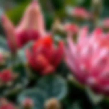 Close-up of resilient flora showcasing unique textures and colors.