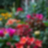 A vibrant display of various hearty outdoor plants thriving in a garden.
