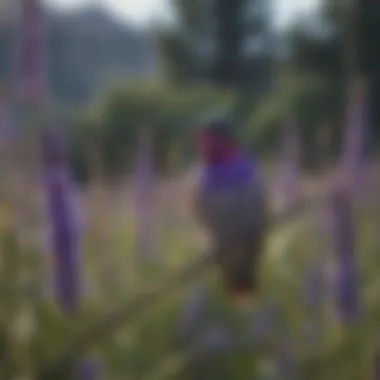 Ethereal lavender blossoms attracting hummingbirds