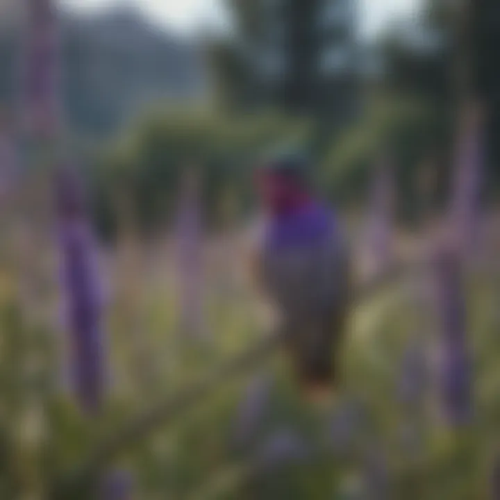 Ethereal lavender blossoms attracting hummingbirds