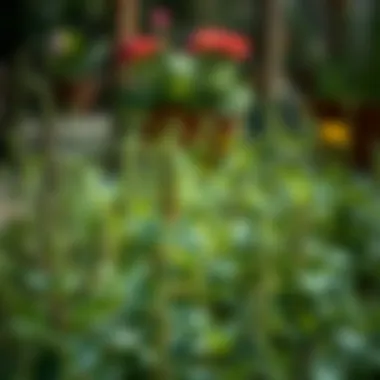 Herbs thriving in early spring conditions