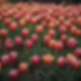 Beautiful Tulip Bulbs Varieties