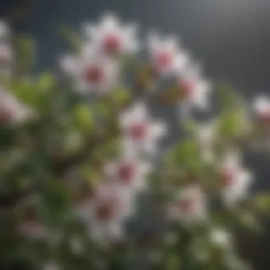 Close-up of intricate details of a summer flowering small tree's flowers