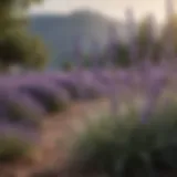 Lavender plant in bloom