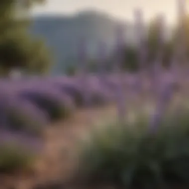 Elegant Lavender Blossoms Lavender plant in bloom