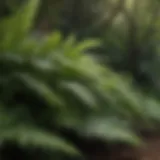 Lush Ferns in Partial Shade Garden