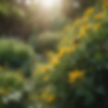 Lush green bush with intricate yellow blooms visited by bees