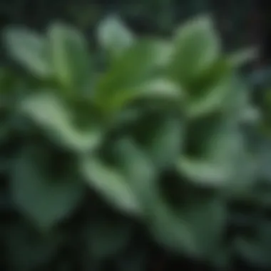 Lush Green Hosta Leaves