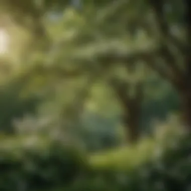 Lush Green Leaves Surrounding Blossom Tree