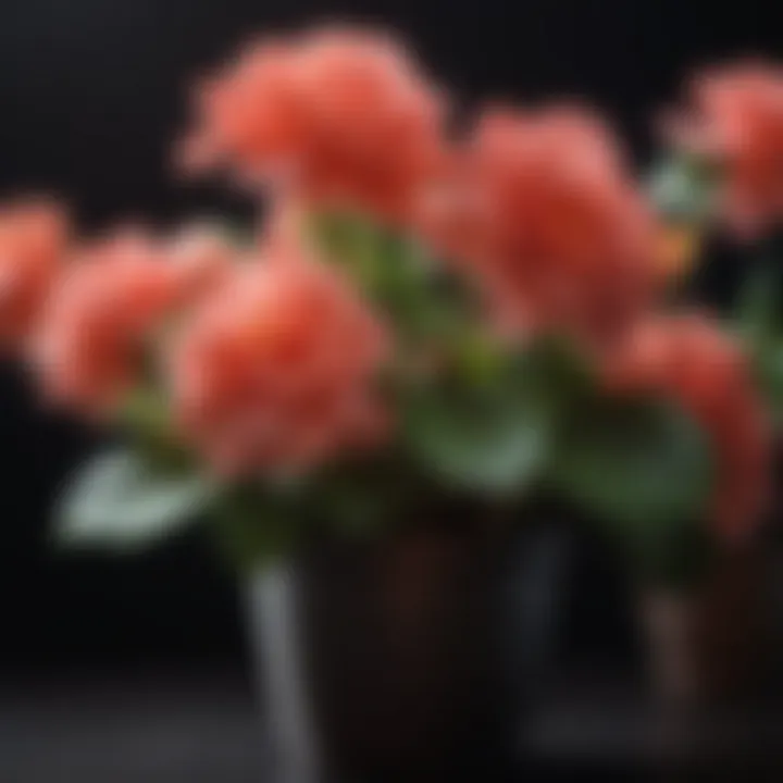 Delicate Begonia Flower in Low-Light Environment