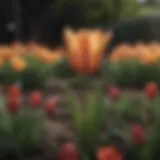 Exquisite Tulip Variety Sprouting in Spring Garden