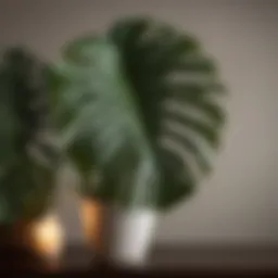 Lush Monstera Deliciosa leaf in dim light setting