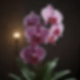 Exquisite Orchid Blossom in Low-Light Setting