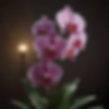 Exquisite Orchid Blossom in Low-Light Setting