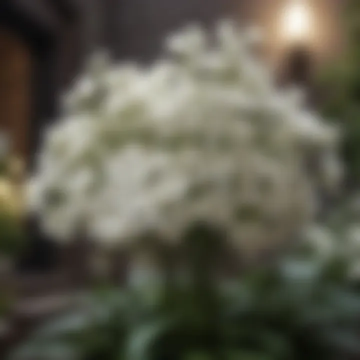 Elegant Shade Plant featuring Delicate White Flowers