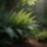 Lush Ferns in Shade Garden