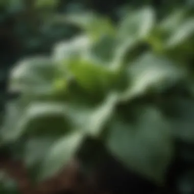 Shade-Loving Hostas Close-Up