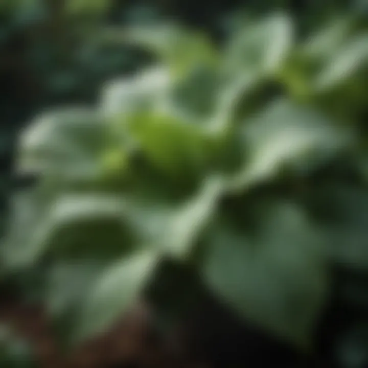 Shade-Loving Hostas Close-Up