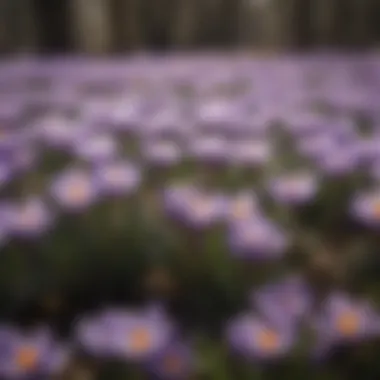 Majestic Aura of Crocuses