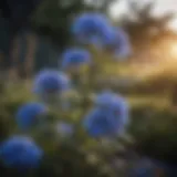 Majestic Blue Blossoms Bush Plant