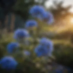 Majestic Blue Blossoms Bush Plant