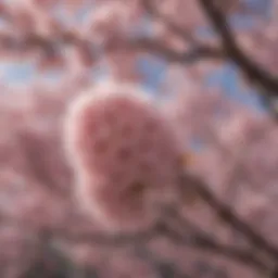Majestic Cherry Blossoms in Full Bloom