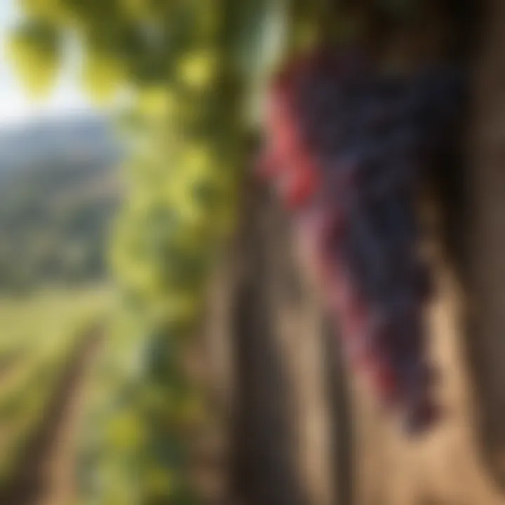 Majestic Grapevine