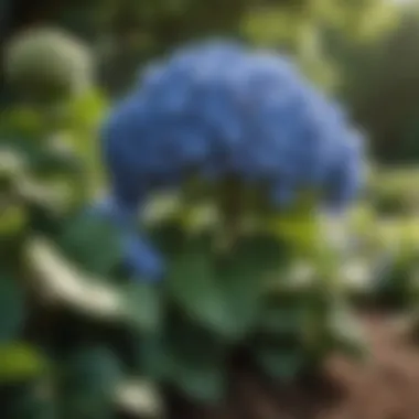 Majestic Hydrangea Bushes in Shaded Landscape