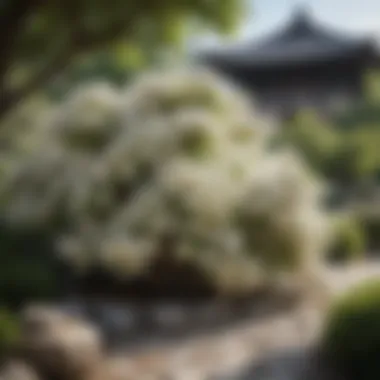 Majestic White Blooming Shrubs in Zen Garden