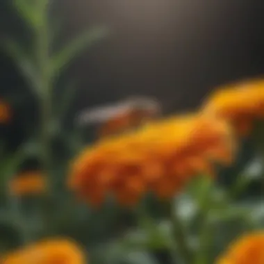 Marigold Magic: Keeping Mosquitoes at Bay Marigold Flower Mosquito Repellent