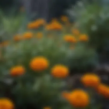 Marigold flowers in full bloom outdoors