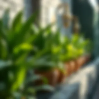 Mastering the Art of Shading Garden Plants Summary