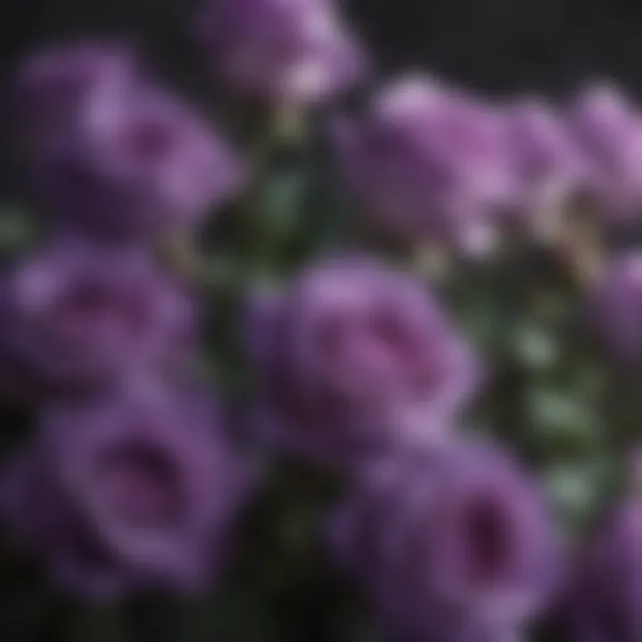 Mystical Aura of Purple Roses