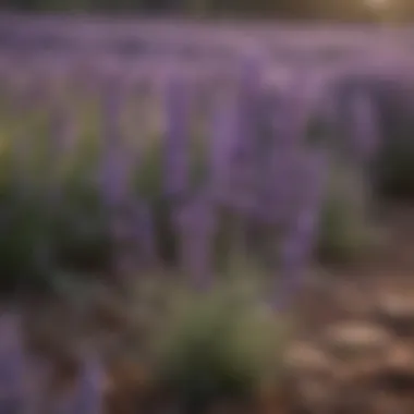 Aromatic lavender in bloom