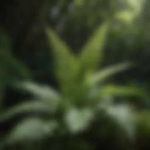 Lush ferns thriving in shaded garden