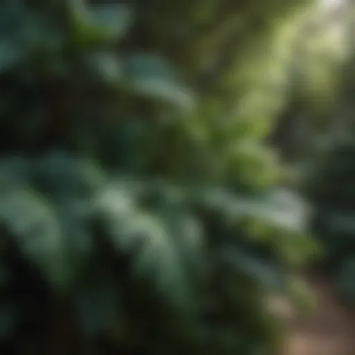 Lush foliage of shade-loving plants