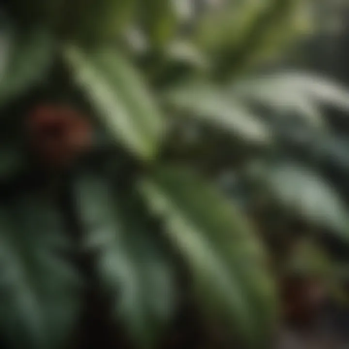Close-up of unique plant textures for part shade