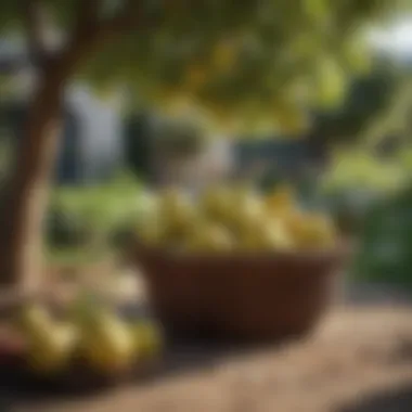 Harvesting Fresh Pears from Your Patio Tree Patio Pear Tree Picking Basket