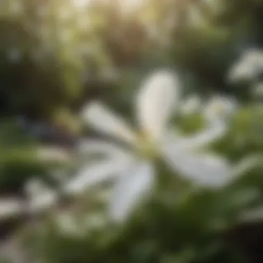 Graceful White Petals in Outdoor Oasis