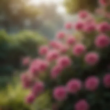 Pink flower bush against serene backdrop