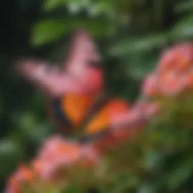 Exquisite pink and orange butterfly flower blossoms against lush green foliage