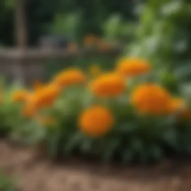 A beautiful arrangement of marigolds in a backyard