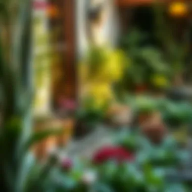 A layout incorporating functionality with a mixture of ornamental and edible plants