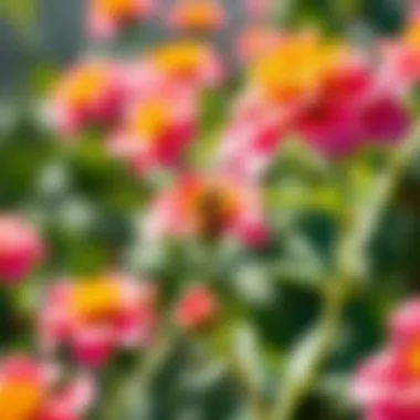 Vibrant blossoms attracting bees in a garden setting
