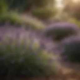 Lavender plants in a serene garden setting, showcasing their beauty and functionality in repelling mosquitoes.