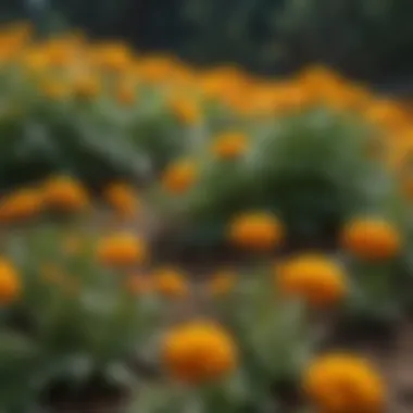 A detailed view of marigold flowers blooming vibrantly, known for their pest-repelling abilities.