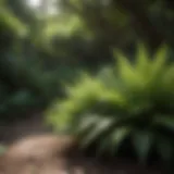 Lush ferns thriving in a shaded garden
